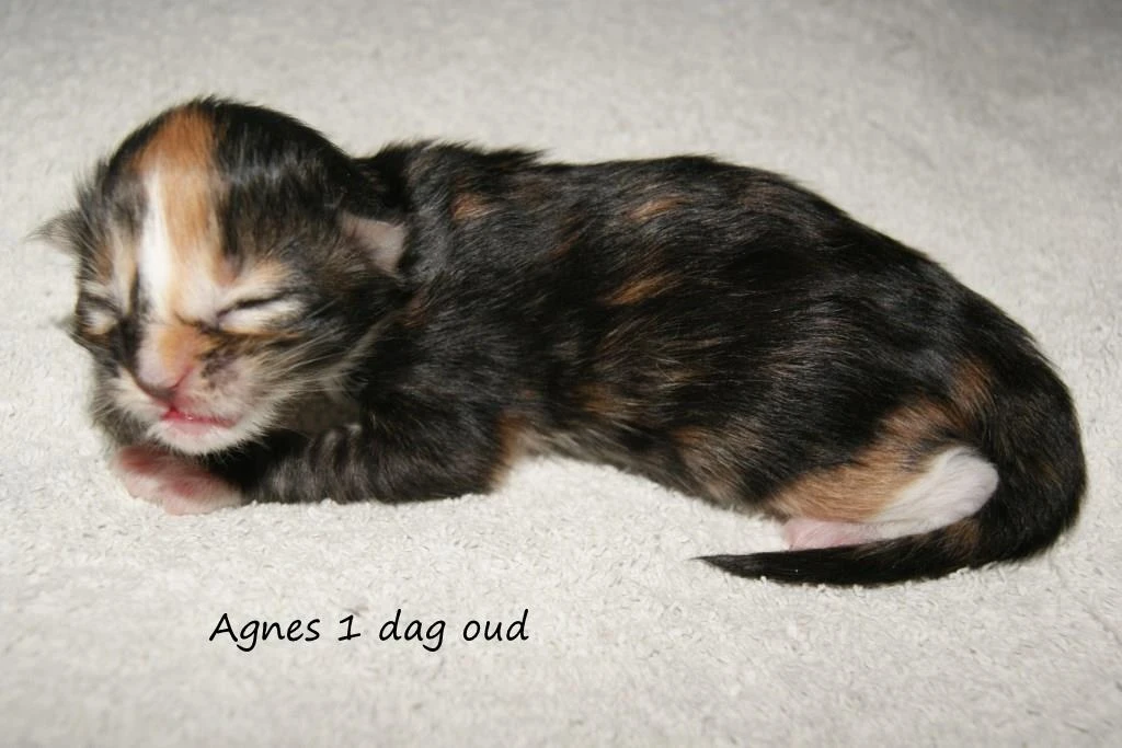 Agnes